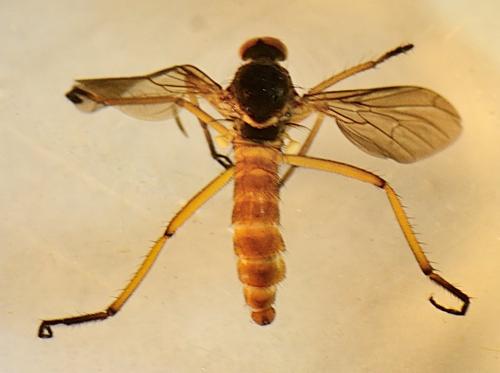 Empis sp.